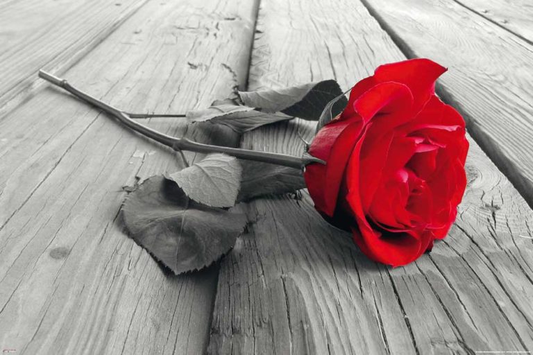 Người yêu hay gái điếm?