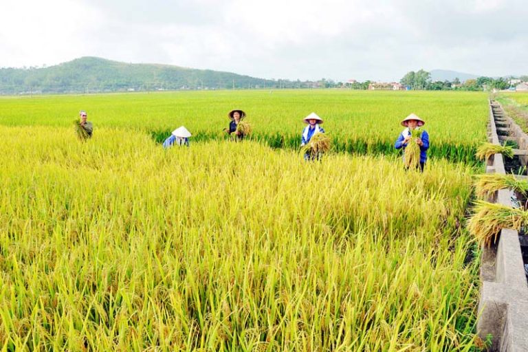 Có Phải Cơ Đốc Nhân Nào Cũng Là “Giáo Sỹ”?